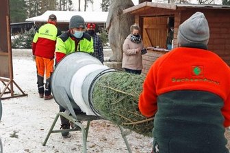 Die Suche nach dem richtigen Baum im Werdauer Wald - Eric Vötisch (l.) und Christian Puffke "verpackten" die ausgesuchten Weihnachtsbäume.