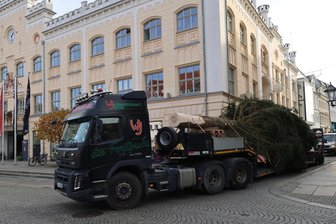 Die Tage des Zwickauer Weihnachtsbaumes sind gezählt - Am 5. November war der Weihnachtsbaum in Zwickau angekommen, am 7. Februar soll er wieder abtransportiert werden.