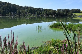 Die Talsperre Kriebstein wird wieder grün: Sind die Blaualgen zurück? - Blauer Himmel und grünes Wasser: So sieht es derzeit wieder rund um die Talsperre Kriebstein aus. Grund sind wohl wie schon in den Vorjahren Blaualgen, von denen eine Gesundheitsgefahr ausgeht.