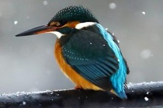 Die Tiere des Jahres im Erzgebirgskreis - Mit Glück ließ sich der Eisvogel in Neudorf am Bachlauf entdecken.