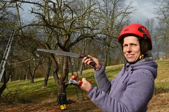 Die Tipps zum Schnitt nach dem Apfel-Rekordjahr: Expertin kümmert sich in Penig und Mittweida um die Obstbäume - Elžběta Laabs ist zertifizierte Baumwartin. Ihre Werkzeuge sind Zugsäge und Baumschere. Sie gibt auch Kurse zum Obstbaumschnitt.