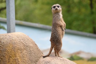 Die Tipps zum Wochenende fürs Obere Vogtland - Wer guckt denn da? Die Erdmännchen gehören zu den besonders beliebten Bewohnern des Klingenthaler Tierparkes, der am Sonntag von 14 bis 18 Uhr feiert.