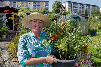 Die Tomatenqueen kämpft mit den Schnecken - Die ersten Tomaten werden bei Swetlana Hüttner in Hohenstein-Ernstthal bereits rot.