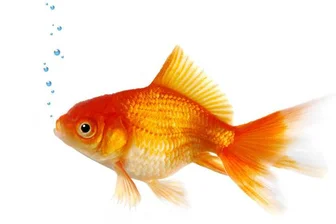 Die vietnamesische Neujahrsfeier: Ein Fest des ersten Morgens! - Der Goldfisch spielt in Vietnam eine besondere Rolle. Zum Têt-Fest kauft man die Tiere, weil sie Glück fürs neue Jahr bringen sollen - wenn man sie freilässt.  Foto: Imago