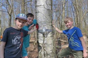 Die Waldwölfe im Erzgebirge: Wie Kinder die Wildnis erleben - Die „Waldwölfe“-Mitglieder (v. l.) Timo Päßler, Jonah Illig und Linus Illig beim Birkensaft-Zapfen.