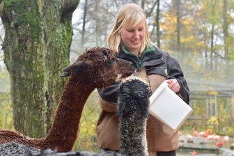 Die Wunschliste der neuen Tierparkchefin - Die neue Leiterin des Limbach-Oberfrohnaer Amerika-Tierparks, Claudia Terwort, beim Füttern von Alpakas. Besonders ins Herz geschlossen hat die 38-Jährige allerdings eine andere Tierart.