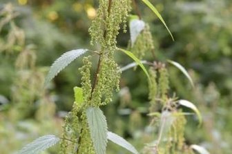 Die Zaunwicke schmeckt nach Erbsen - 