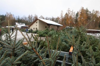 Diebische Weihnachten: Wo in Zwickau Tannenbäume abhanden kommen - Die Auswahl an Bäumen ist beim Baumverkauf auf dem Holzplatz im Werdauer Wald groß. Fast jeder findet dort seinen Wunschbaum. Aber manchmal verschwinden auch ein paar Tannen.