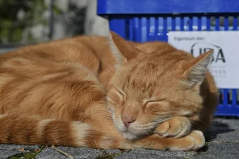 "Dienstkater honoris causa": Ehrentitel für "Campus Cat" in Aussicht - Die über das Universitätsgelände tigernde "Campus Cat" alias Leon ist ein Maskottchen der Hochschule in Augsburg. Mit einer Petition sollte erreicht werden, dass der Kater Staatsbediensteter wird.