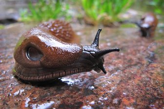 Diese Superschnecke ist ein Schrecken für Gärtner in Sachsen – hält die Trockenheit sie jetzt in Schach? - Aug in Aug mit dem Vielfraß: Eine Spanische Wegschnecke (Arion vulgaris) kriecht im Regen durch einen Garten.