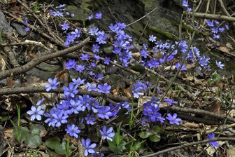 Diese zarte Blume ist geschützt: Sachsenforst mahnt Wanderer im Vogtland zur Vorsicht - Geschützte Pflanzenart im Elstertal: das Leberblümchen.