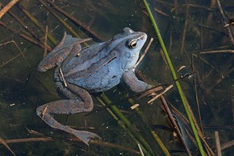 Dieser Frosch wird einmal im Jahr blau: Hier kommt er im Vogtland vor - Ein Moorfrosch-Männchen schimmert in der Balzzeit violett. Der Moorfrosch wurde von der Deutschen Gesellschaft für Herpetologie und Terrarienkunde zum „Lurch des Jahres" erklärt.