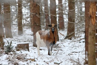 Dieser Schafbock hat sich verlaufen - 
