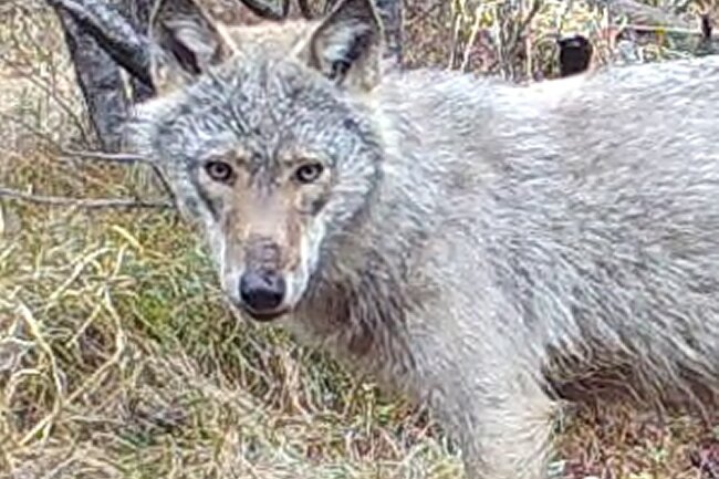 Dieses Wolfspaar ist im Erzgebirge zu Hause - Seine Partnerin wurde im April 2022 aufgenommen. Sie trägt noch ein ausgeprägtes Welpenfell.