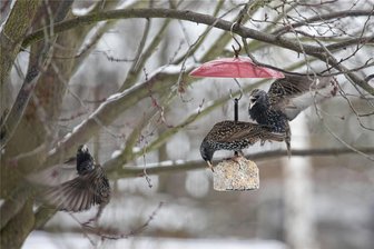Diplombiologe: Frühling fängt in Freiberg, Flöha, Mittweida und Rochlitz zwei Wochen früher an - Die Stare kehren immer zeitiger nach Sachsen zurück oder fliegen gar nicht erst in den Süden. Die Aufnahme ist Ende Februar 2023 bei Plauen entstanden. Die Vögel sind aber auch in Mittelsachsen bereits zu Beginn des Jahres 2024 gesichtet worden.