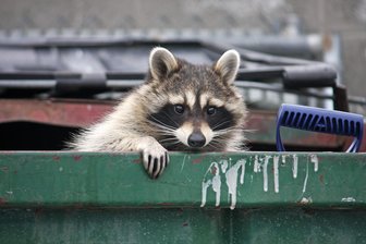 Diskussion auf Facebook weckt böse Erinnerungen: Gibt es Waschbären in Reichenbach? - Der Waschbär gilt als eines der intelligentesten Säugetiere der Welt.