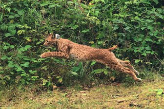 Diskussion im Vogtland: Braucht man wirklich das millionenteure Luchs-Ansiedlungsprojekt in Sachsen? - Luchs Anton sprang im vergangenen August im Forstbezirk Eibenstock in die Freiheit. Im November wurde das ausgewilderte Tier nahe Schöneck von einem Lkw tödlich verletzt.