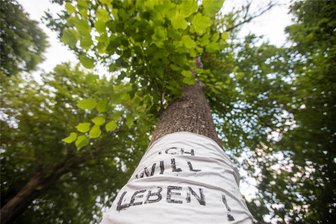Diskussion um umstrittene Linden-Fällung im Plauener Ortsteil Jößnitz geht in eine neue Runde - Um diese stattlichen Bäume geht es: „Ich will leben“, steht auf dem Stoff. Laut Plauener Stadtverwaltung sind die Linden alt und krank.