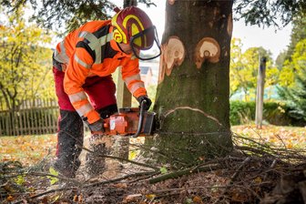 Diskussion um Weihnachtsbaumfällung im Erzgebirge: Geht es auch anders? - Bauhofmitarbeiter Volkmar Neuhäuser fällte den Baum im Marienberger Ortsteil Gebirge.
