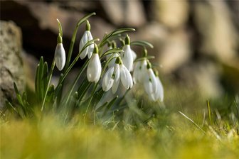 Dittersdorf: Wärmster Februar seit Messbeginn 1981 - Schneeglöckchen sind nicht die einzigen blühenden Pflanzen, die es ans Licht drängte.