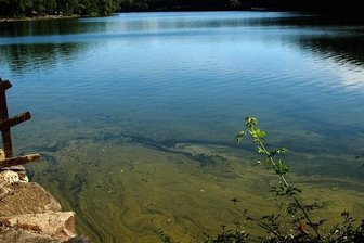 Dobeneck/Taltitz: Hitze lässt Algen auf Pirk wieder wuchern - Der Wind treibt den Algenteppich ans Ufer der Pirk.
