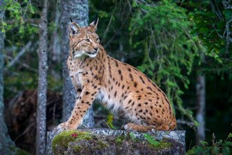 Dokumentarfilm LYNX in der Kulturscheune der Gräfenmühle - Zufällige Begegnungen im Wald mit der eher diskreten Wildkatze sind unwahrscheinlich.