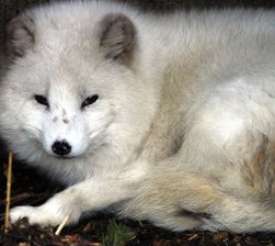 Domizil für Eisfuchs und Schneeeule - 
              <p class="artikelinhalt">Polarfuchs und Schneeeule sollen künftig im Tierpark Hirschfeld ein neues Zuhause haben. 120.000 Euro soll ihr Domizil kosten.</p>
            