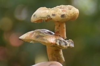 Doppelstock-Pilz im Wald entdeckt - Das ist der Doppelstock-Fichten-Reizker. 