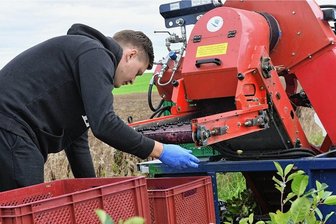 Dorfchemnitz: Beeren-Ernte im Erzgebirge läuft auf Hochtouren - 