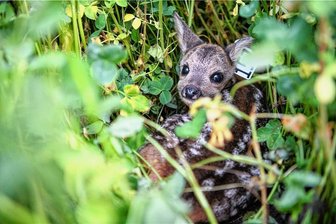 Drama am Waldrand: Mähdrescher im Erzgebirge tötet Rehkitz - Ein Rehkitz, versteckt im hohen Gras. Die Ricken legen ihre Jungen an scheinbar sicheren Plätzen ab, die sich als tödliche Fallen entpuppen können.