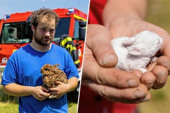 Drama für Auerbacher Züchter: Hasen und Küken verbrennen im Stall - Rund 60 seiner Artgenossen sind am Montagmittag im Stall den Feuertod gestorben, darunter sehr viele Jungtiere.