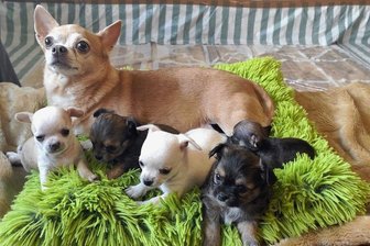 Drama um 46 Chihuahuas in Plauen: Jetzt landet der Fall vor Gericht - Fünf kleine Welpen haben sich aus einer beschlagnahmten Zucht im Tierheim Plauen bislang ins Leben gekämpft. Fünf weitere Neugeborene hatten kein Glück. 