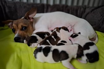 Dramatische Stunden für Tierheim-Team im Erzgebirge: Notkaiserschnitt rettet fünf Welpen das Leben - Sissy und ihre Welpen im Tierheim "Neu-Amerika". Nach einem nächtlichen Notkaiserschnitt geht es allen gut. Die Kleinen werden auch gesäugt.