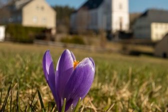 Drebacher Blüte verspätet sich - Krokusse blühen wegen Nachtfröste noch nicht auf.