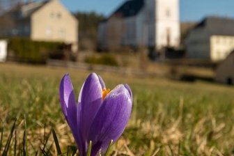 Drebacher Blüte verspätet sich - Krokusse blühen wegen Nachtfröste noch nicht auf.