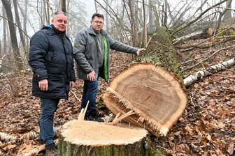 Drei alte Eichen am Boden: So lief der dreiste Holzdiebstahl in Riechberg - Holger Wegener (l.) und Silvio Hainich stehen an der Straße zur Hammermühle in Riechberg an einer der fachmännisch gefällten Eichen.