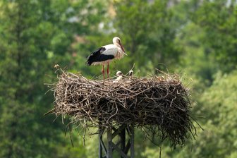 Drei auf einen Streich: Es gibt Storchennachwuchs im Vogtland - 