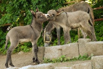Drei Esel ausgebüxt und wieder eingefangen - 