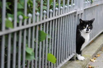 Drei Kommunen im Verbund suchen neue Friedensrichter - Nichts steht so symbolträchtig für Nachbarschaftsstreitigkeiten wie der Gartenzaun.