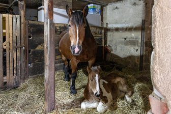 Drei Neuzugänge auf Pony-Ausleihstation im Erzgebirge: Fohlen Funny war gar nicht geplant - Stute Flora und ihr Fohlen Funny dürfen noch nicht ausgeliehen werden. Funny, die Betreiberin Marielle Füssel an ihr Herzenspferd erinnert, wird noch gesäugt.
