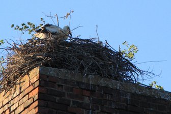 Drei Storchenpaare brüten mit Erfolg im Vogtland: Erstmals Nachwuchs bei Störchen in Neuensalz - Zwei Jungvögel haben die Störche großgezogen. Links einer der Altvögel.