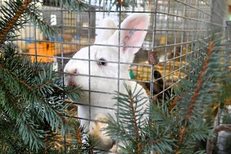 Drei Tipps für das Wochenende im Raum Aue und Schwarzenberg - In Hormersdorf gibt es eine Rammlerschau. Im Bild ein Weißer Wiener.