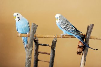 Dreister Vogel-Diebstahl im Erzgebirge: Dutzende Wellensittiche in Zschorlau gestohlen - Die Täter stahlen in Zschorlau mehrere Dutzend Wellensittiche.