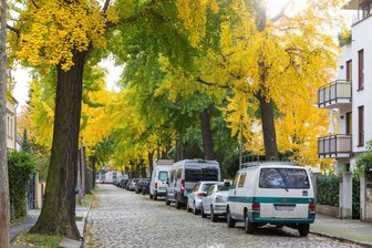 Dresden stinkt’s: Darum sorgen Ginkgobäume bei Anwohnern für Ärger - Unter anderem den Anwohnern in der Dresdner Bachstraße stinkt es.