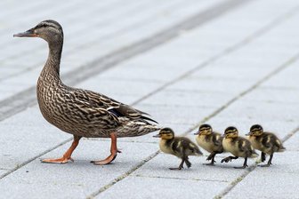Dresdner Feuerwehr rettet Entenküken aus Regenwasserrohr - Vier Entenküken sind in Dresden in ein Regenwasserfallrohr gefallen. (Archivbild)