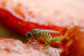 Dresdner Forscher: Auch gesundes Essen kann zur tödlichen Gefahr werden - Fruchtfliegen sind genetisch dem Menschen ziemlich ähnlich. Ernährungsexperimente sollen nun helfen, neue Behandlungswege für bislang undefinierte menschliche Erkrankungen aufzuzeigen.