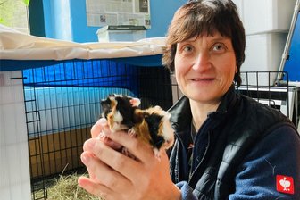 Dringender Aufruf: Tierheim im Erzgebirge sucht Zuhause für Notfellchen - Tierheim-Leiterin Diana Glöckner mit den zwei Winzlingen: Je 90 Gramm wiegen Krümel und Bommel. Die Meerschweinchen waren auch für die Tierschützer eine echte Überraschung.