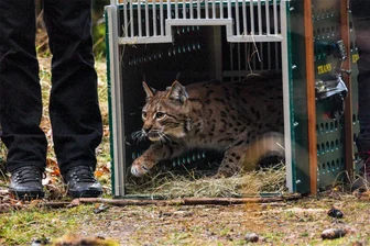 Dritter Luchs im Erzgebirge ausgewildert: Katze Alva folgt Nova und Juno – Jetzt hofft man auf Nachwuchs - Der dritte Luchs ist im Westerzgebirge ausgewildert worden. Die Katze bekam den Namen Alva. Sie folgt der Katze Nova und dem Kater Juno.