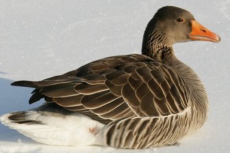 Dritter Vogelgrippe-Fall in diesem Jahr in Mittelsachsen - Ein Artgenosse dieser Wildgans ist bei Rossau an der Vogelgrippe verendet.
