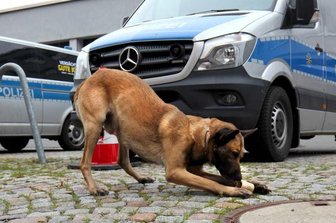 Drogenspürhund Pepe konnte in einer Wohnung Marihuana finden.